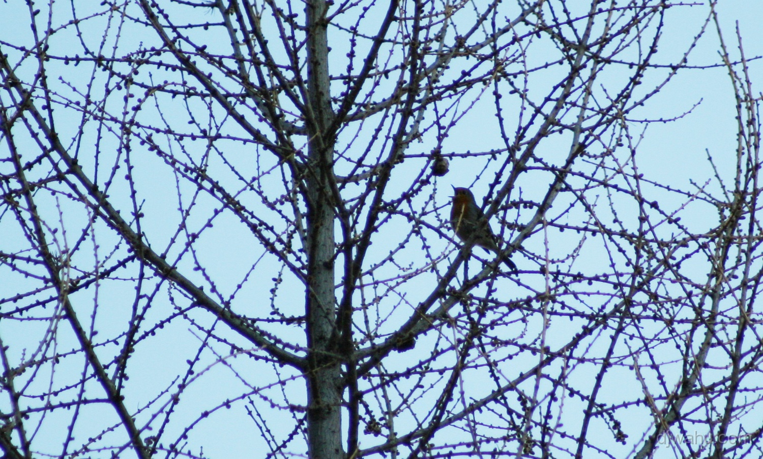 IMG_3641-Vogel-20070409.jpg