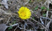 DSC06221-Fruehlings-blume-20070408