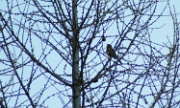 IMG_3641-Vogel-20070409