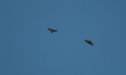 IMG_3717-Adler-20070415