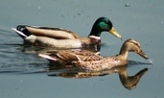 IMG_3920-Enten-20070421