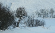 IMG_0344-Baum-Lawine-20081225