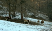 IMG_3374-Kuhherde-20061222