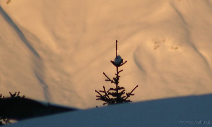 IMG_0411-BaumMitSchnee-.jpg
