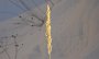 DSC01500-Grashalm-