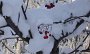 DSC04586-BeerenSchnee-
