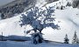 DSC04596-BaumOberissen-