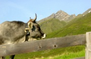 DSC02034-KuhUnd-Hoger-20020617