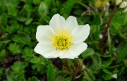 DSC03221-Blume-20030606