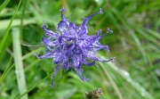 DSC03278-BlumeOhne-20030619