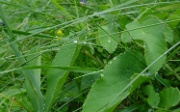 DSC03279-Tau-tropfen-20030619