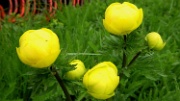 Dsc00295-Moda-Albl-Blumen-20010610
