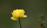 IMG_4652-Blume-20070614