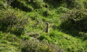 IMG_4718-Murmeltier-20070614