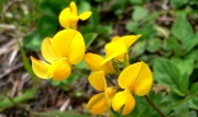 P1000172-Blumen-20050622