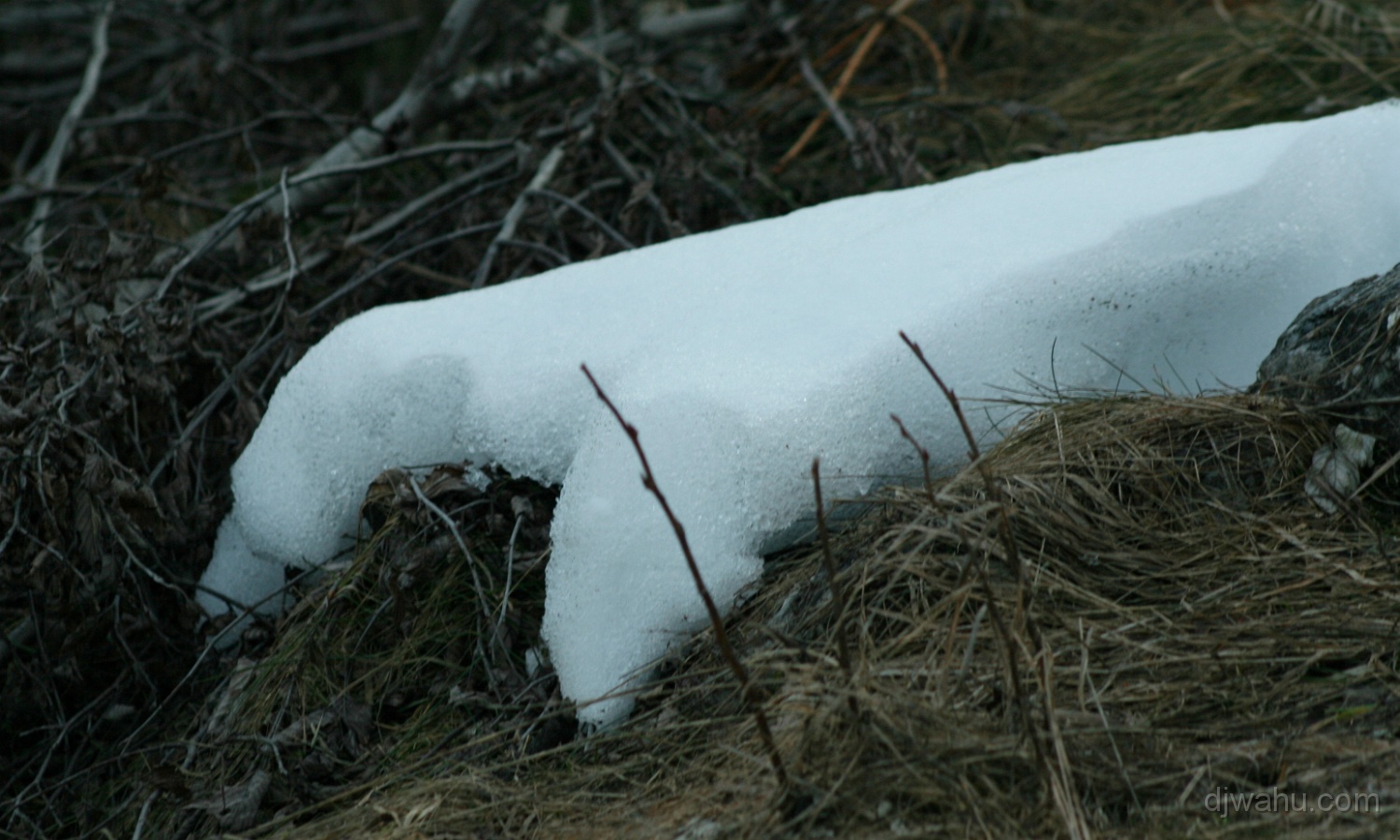 IMG_3588-Schneeklaue-20070311.jpg