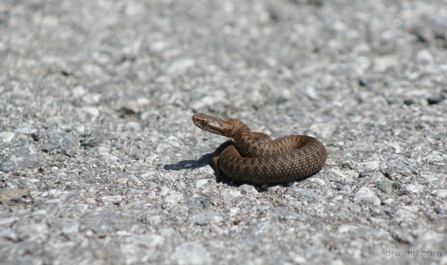 IMG_8251-junge-Kreuzotter-20080524.jpg