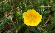 IMG_4162-BlumeGelb-20070511