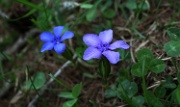 IMG_4205-Enzian-Blume-20070511