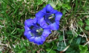 IMG_4216-Enzian-Blume-20070511
