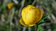 IMG_4283-Blume-Gelb-20070519