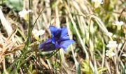 IMG_8296-Enzian-20080524