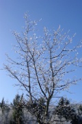 DSC01080-NoesslachrundeBaumReif-20011121