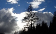 DSC05969-BaumWolken-20061118