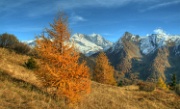 IMG_2941-Baum-Herbst-Olperer-Hoger-HDR-20061022