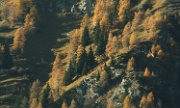 IMG_3012-Herbstwald-20061027