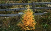 IMG_3018-Baum-Herbst-20061027