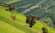 IMG_7114-Naturns-Baume-20071003