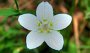 IMG_1464-Blume